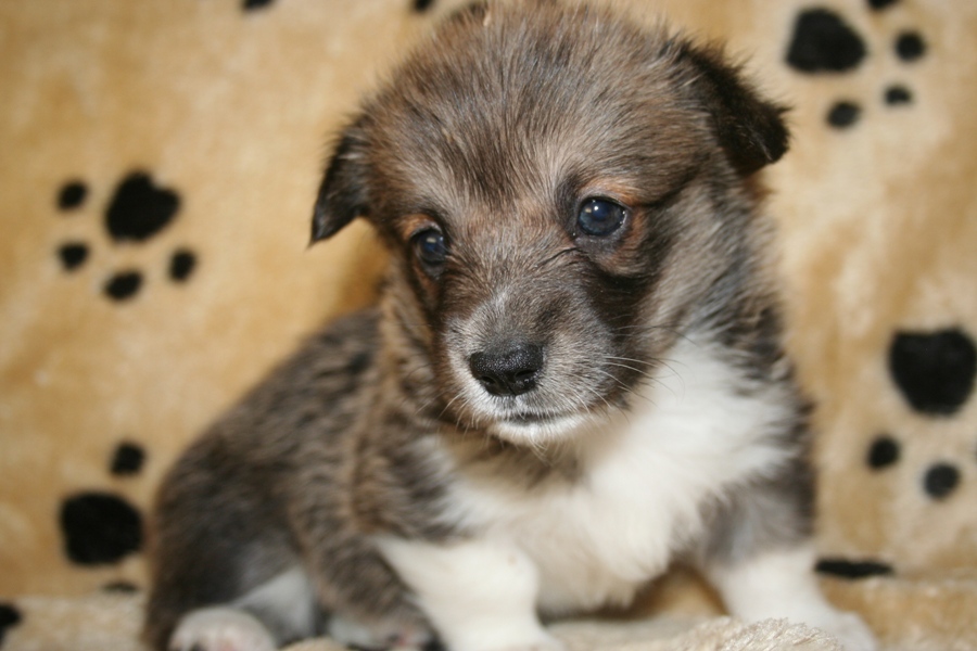 Puppies